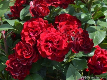 紀念芭芭拉月季的優(yōu)缺點是什么？