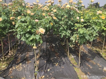 家中陽(yáng)臺(tái)種植盆栽月季樹(shù)需考慮的實(shí)際情況有哪些？