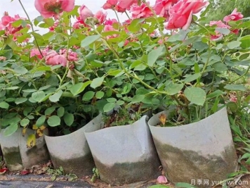 如何保證盆栽月季在夏季不缺水？月季夏季如何澆水！