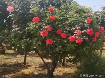 月季病蟲災(zāi)防治辦法和要點