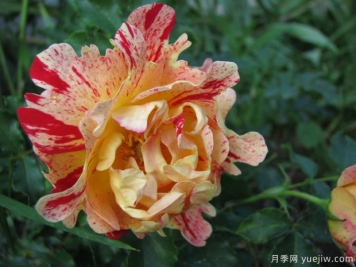 尼梅特月季的優(yōu)缺點(diǎn)是什么？
