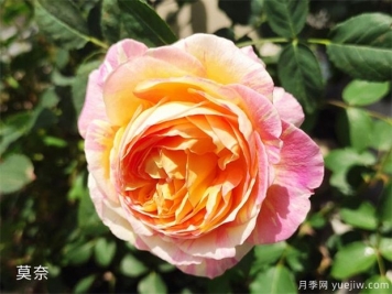 推薦公認(rèn)的6款零差評的月季花，顏值高好養(yǎng)護(hù)