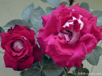紅葡萄酒月季的優(yōu)缺點是什么？