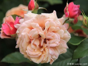 湯姆布朗月季的優(yōu)缺點是什么？