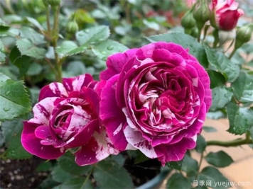 月季花病蟲害該如何防治？