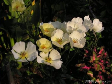 黃色蝴蝶之吻月季的優(yōu)缺點(diǎn)是什么？