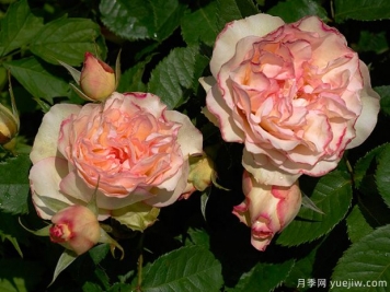 香吻月季的優(yōu)缺點是什么？