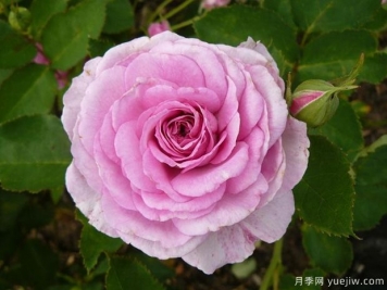 完美香氣月季/完美香水