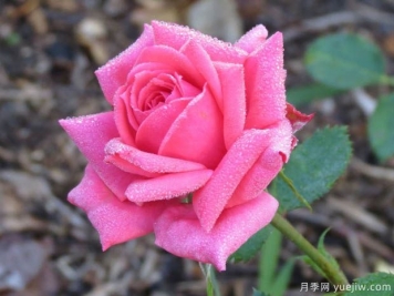 帕梅拉粉紅月季的優(yōu)缺點是什么？