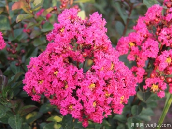 紫薇樹怎么種植？紫薇樹的種植技術(shù)與養(yǎng)護(hù)方法