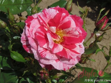 水花飛濺月季(英國(guó))