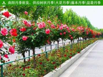樹狀月季批發(fā)價(jià)格的決定因素