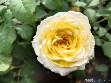 月季花養(yǎng)哪個(gè)品種比較好？花友高標(biāo)準(zhǔn)推薦11個(gè)