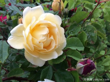 黃色休息日月季優(yōu)缺點是什么？