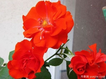 橘紅火焰月季的優(yōu)缺點是什么？