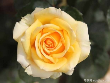 艾伯蒂娜西蘇魯月季/巴特赫爾斯費爾德月季