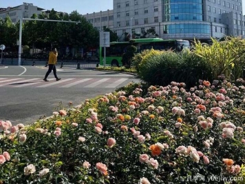 信陽平橋區(qū)6月滿目繁花，開啟月季美麗夏日