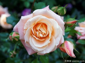美國(guó)月季協(xié)會(huì)ARS月季育種者名人堂成立