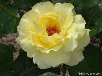 太陽(yáng)王月季
