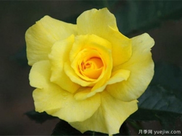 太陽(yáng)祝福月季/倫多拉月季