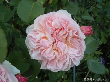 依芙琳月季的優(yōu)缺點是什么？