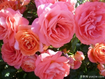 夏日陽(yáng)光月季/夏陽(yáng)月季
