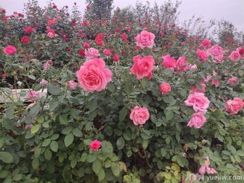 月季多年老化后開(kāi)花少又小怎么辦？做好修剪就可以了