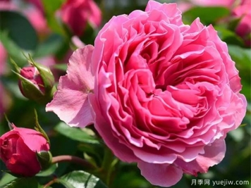 月季怎樣換盆？月季花換盆辦法