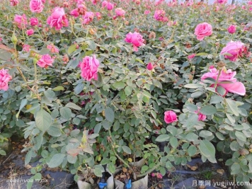 現(xiàn)代月季的自潔性和花后修剪重復(fù)開(kāi)花