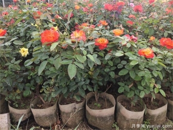 盆栽月季花的養(yǎng)殖方法和注意事項