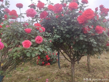 樹狀月季養(yǎng)護(hù)能活多少年？