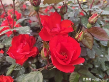 8個(gè)優(yōu)秀豐花月季品種，一株花滿枝頭