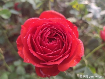 春天養(yǎng)月季，推薦8個(gè)經(jīng)典高品質(zhì)豐花月季品種