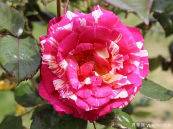 月季花一年需要修剪幾次？四次的修剪方法