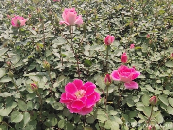 月季花是澆水死的嗎？掌握正確的澆水姿勢