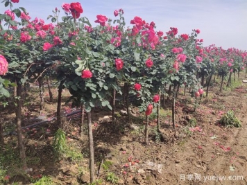栽植兩年后的樹狀月季出現(xiàn)葉小枯枝怎么辦？