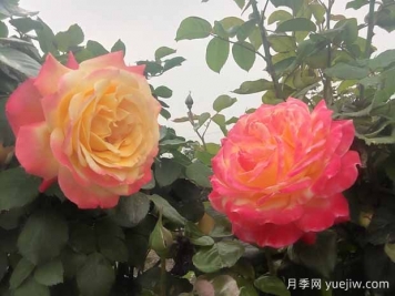 月季只長枝條不開花是什么原因？