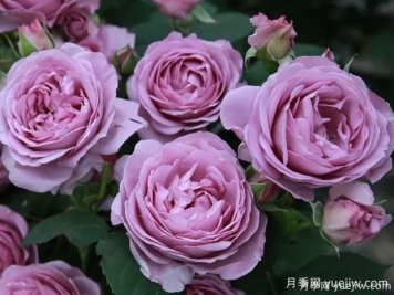 推薦5款真正的天然藍色月季，美麗又好養(yǎng)