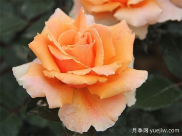 大花月季如何剪枝？開的更加茂盛美麗