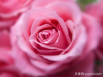 大花月季開花時(shí)間有哪些因素的影響？