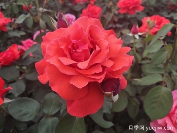 大花月季怎樣開出更多花朵？