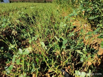 讓大花月季更加茂盛美麗，要學(xué)會修剪