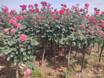 樹狀月季花朵的豐富層次感如何保持？
