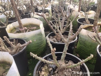 月季花如何安全越冬？月季過冬保護工作分享