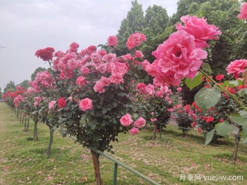 如何修剪月季樹形？打造精美造型的花樹！