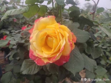 月季養(yǎng)護(hù)6要素，學(xué)會(huì)了輕松養(yǎng)爆盆！