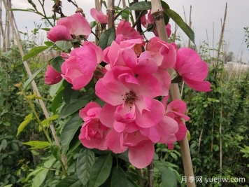入冬后月季花怎么養(yǎng)？月季花如何才能開爆花？