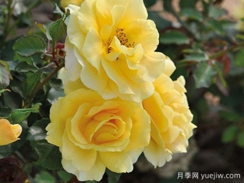 城市時尚月季