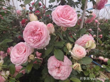 春夏秋冬養(yǎng)月季，方法不相同，掌握后開(kāi)花量翻倍