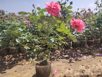 怎樣才能使盆栽月季花開不斷呢？